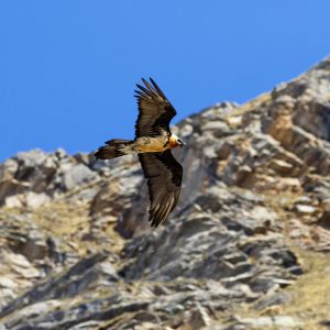 Gipeto - Il Signore delle correnti